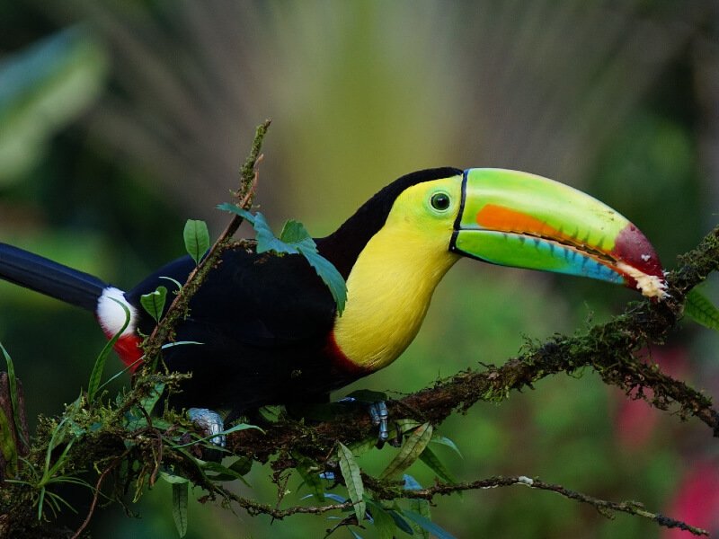 toucan costa rica